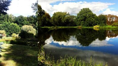 Spokojny park z jeziorem i zielonymi drzewami, idealny na relaks i spacery, otoczenie natury, polska przyroda, relaks wśród przyrody, miejsce na wypoczynek na łonie natury.