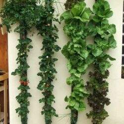 Trawa hydroponiczna z roślinami zielonymi na ścianie, system pionowego ogrodnictwa, idealny do wnętrz i tarasów.