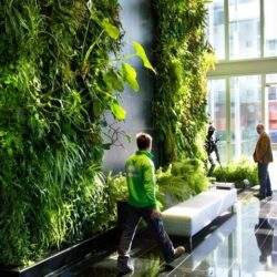 Zieleńce w nowoczesnej przestrzeni biurowej, naturalna dekoracja ścian z roślinami, ekologiczny design, przyjazne środowisko pracy, biuro z zielonymi ścianami, aranżacja wnętrz biurowych z roślinami.