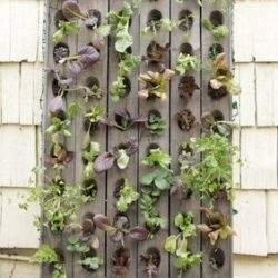 Zioło na pionowym ogrodzeniu z drewna, zielone i fioletowe liście, dekoracyjne rośliny w pionie, zielona ściana z natury, ogród z roślinami, aranżacja zieleni, naturalny design.