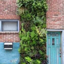 Zielona ściana z roślinami na zewnątrz budynku, dodająca naturalnego uroku i świeżości, idealna do elewacji miejskich.