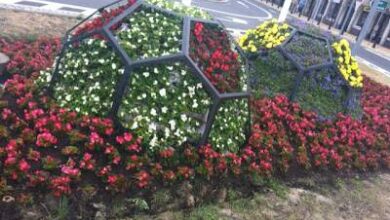 Kolorowe kwiaty w geometrycznej kompozycji dla dekoracji miejskiej, ładne zieleń i kwiaty, elementy zagospodarowania przestrzeni publicznej, estetyka i aranżacja roślin w otoczeniu miasta.