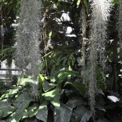 Biała kwitnąca roślina wisząca na tle zielonych liści, tropikalne rośliny w ogrodzie lub szklarni, dekoracyjna roślina do wnętrz i na zewnątrz, rośliny ozdobne, natura, zielona przestrzeń, rośliny tropikalne.