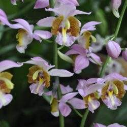 Różowe kwiaty storczyków Dactylorhiza na zielonym tle, piękny naturalny motyw do ogrodu i natury, relaksujący widok dla miłośników roślin i botanicznych aranżacji.