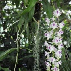 Rzadki kwiat orchidei epifitowej z białymi i fioletowymi plamkami w naturalnym środowisku zielonych roślin tropikalnych.