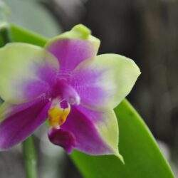 Zewnętrzna strona orchidee w różowo-żółtych odcieniach, kwiat rośliny tropikalnej, piękne i eleganckie kwiaty, dekoracyjna orchidea w ogrodzie lub doniczce, roślina ozdobna do wnętrz i na zewnątrz.