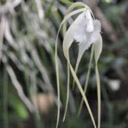 Unikalna roślina orchidei epifitycznej w naturalnym środowisku, blisko natury, idealna dla miłośników botanicznych okazów i ogrodnictwa tropikalnego.