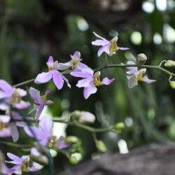 Delikatne fioletowe orchidee w naturalnym otoczeniu, symbol kwitnącej piękności i harmonii natury.