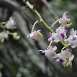 Delikatne kwiaty orchidei na zielonym tle, idealne do fotografii przyrodniczych i ogrodniczych, wywołujące uczucie spokoju i piękna natury.