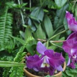 Przepiękna storczyk fioletowy w doniczce, otoczony zielonymi liśćmi i roślinami doniczkowymi, idealny do wnętrz i ogrodów.