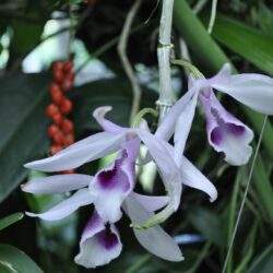 Nowa fotografia orchidei w zielonym otoczeniu, idealna do ilustracji artykułów o kwiatach i roślinach tropikalnych.