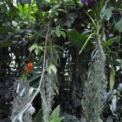 Zróżnicowane rośliny tropikalne z wiszącymi epifitami w zielonym otoczeniu, idealne dla miłośników natury i kolekcjonerów egzotycznych roślin.