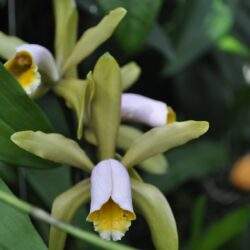 Kwiat orchidei na zielonych liściach, piękny i egzotyczny motyw roślinny, idealny do szkółki i ogrodu.