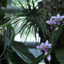 Rozkwitające storczyki w ogrodzie, naturalne piękno i elegancja, idealne do aranżacji wnętrz i promocji ogrodnictwa.