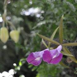 Różowa orchidea na tle zielonych liści, naturalne środowisko, kwiat w pełnym rozkwicie, piękny detal kwiatu i liści, idealny do prezentacji florystyki i natury.