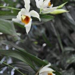 Orchidea biała z żółtym środkiem, kwiaty doniczkowe, rośliny ozdobne, rośliny doniczkowe do domu, eleganckie kwiaty, florystyka, naturalne dekoracje, pielęgnacja orchidei, rośliny tropikalne, kwiaty do wnętrz, optymalne rozwiązania roślinne.