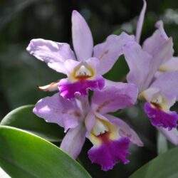 Olny kwitnące storczyki o różowo-białych kwiatach na tle zielonych liści w ogrodzie.