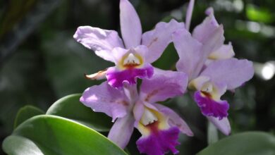 Olny kwitnące storczyki o różowo-białych kwiatach na tle zielonych liści w ogrodzie.