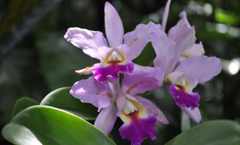 Olny kwitnące storczyki o różowo-białych kwiatach na tle zielonych liści w ogrodzie.