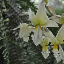 Białe kwiaty epipremnum o żółtych akcentach w zielonym otoczeniu, piękny widok natury, idealny do artykułów o roślinach i zieleni w ogrodach.