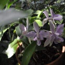 Storczyk w doniczce, kwitnące orchidee w ogrodzie, piękne kwiaty orchidei, roślina ozdobna w domu, kwiaty orchidei w doniczce, eleganckie orchidee do wnętrza, rzadkie gatunki orchidei, naturalna dekoracja roślinna, piękno orchidei, rośliny kwitnące dla miłośników kwiatów.