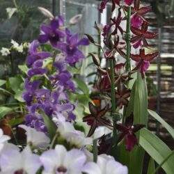 Róża orchidea i inne kwiaty epifityczne na tle szklarni, dekoracyjne rośliny tropikalne, egzotyczne kwiaty w ogrodzie, kwitnące orchidee w domu, rośliny ozdobne dla miłośników natury.