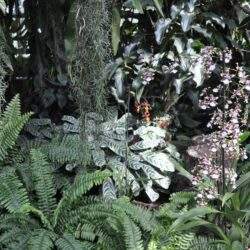 Ruskie rośliny i kwiaty w zielonym ogrodzie, egzotyczne rośliny doniczkowe, florystyka, dekoracje wewnętrzne, tropikalny klimat, rośliny do biura, leśny ogród, aranżacja zieleni, rośliny ozdobne do domu, naturalna przestrzeń, rośliny w domu, kwitnące rośliny tropikalne.