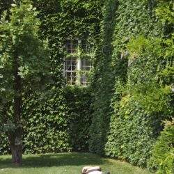 Zielony ogród, dom z dużym oknem i zielonymi roślinami, relaks na trawie, przyroda, naturalne otoczenie, park, zieleń, wypoczynek na świeżym powietrzu, zielona przestrzeń, relaks na łonie natury.