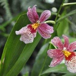 Różowe kwiaty orchidee, roślina doniczkowa w ogrodzie, piękne kwiaty dla domu, unikalne rośliny ozdobne, optymalne rośliny do uprawy w domu i ogrodzie.