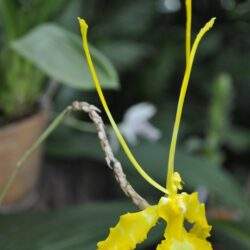 Żółta orchidea kwitnąca w doniczce w zielonym otoczeniu, naturalne światło, roślina domowa, egzotyczny kwiat do dekoracji wnętrz.