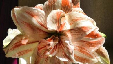 Amaryllis w odcieniach różu i bieli, efektowna roślina kwitnąca, idealna do dekoracji wnętrz i ogrodów, symbolizuje radość i odrodzenie.