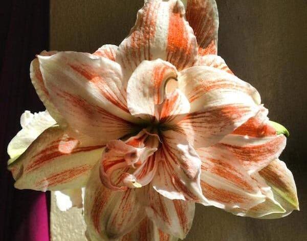 Amaryllis w odcieniach różu i bieli, efektowna roślina kwitnąca, idealna do dekoracji wnętrz i ogrodów, symbolizuje radość i odrodzenie.
