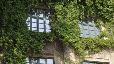 Zielona ściana budynku z roślinnością, nowoczesny design, ekologia i zrównoważony rozwój, energooszczędne rozwiązania dla biura, PaniDyrektor.pl.