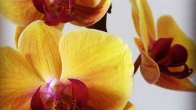 Żółto-czerwone orchidee na białym tle, delikatne i eleganckie kwiaty storczyków, idealne do dekoracji wnętrz i romantycznych okazji, symbol piękna i harmonii natury.