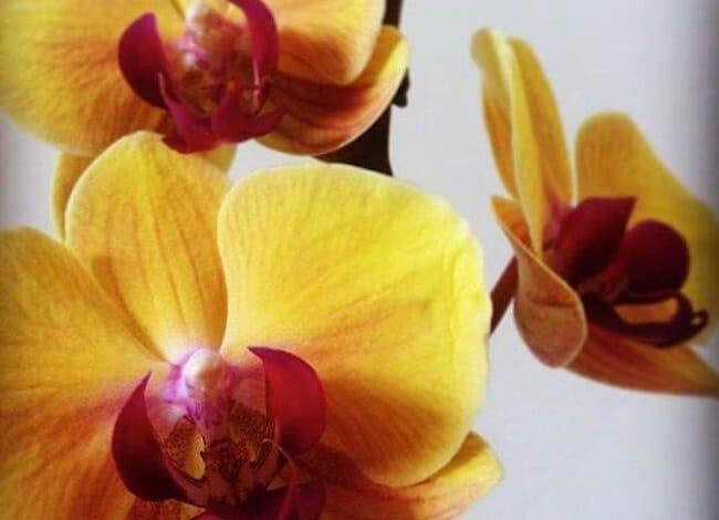 Żółto-czerwone orchidee na białym tle, delikatne i eleganckie kwiaty storczyków, idealne do dekoracji wnętrz i romantycznych okazji, symbol piękna i harmonii natury.