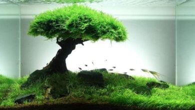 Fragment akwarium z żywym drzewem bonsai, podłożem i rybami, inspirujące środowisko wodno-rolnicze, opieka nad akwarium, akcesoria do akwarystyki, optymalny klimat dla ryb i roślin akwarium.