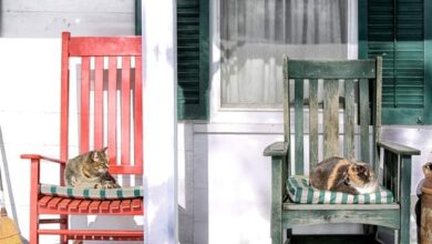 Redakcyjny fotel z dwoma kotami na zewnątrz domu, styl vintage, spokojna atmosfera, efekt słońca i cienia, relaksujące otoczenie, elementy wystroju domowego, zielone okiennice i drewniane dekoracje.