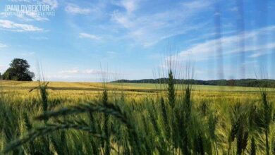 Zielony pole z pszenicą pod błękitnym niebem, idealne do promocji edukacji rolniczej i ekologicznej na stronie PaniDyrektor.pl.
